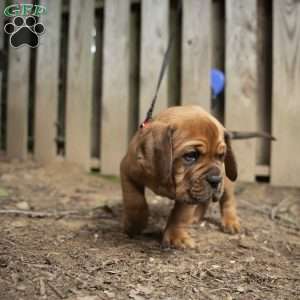 Red, Dogue De Bordeaux/French Mastiff Puppy